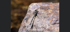 Eusynthemis brevistyla