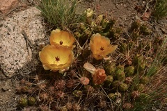 Maihueniopsis ovata
