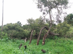 Acacia pycnantha