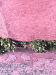 Orthotrichum diaphanum