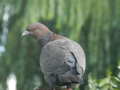 Patagioenas picazuro