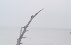 Colaptes auratus