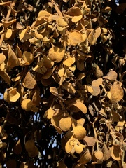 Phoradendron villosum