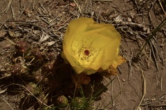 Maihueniopsis ovata