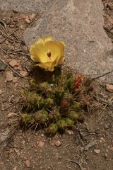 Maihueniopsis ovata