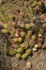 Maihueniopsis ovata