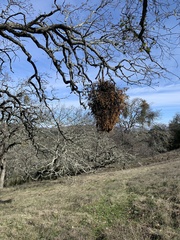 Phoradendron villosum