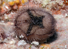Spatangoida
