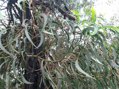 Acacia pycnantha