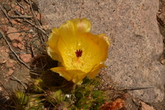 Maihueniopsis ovata