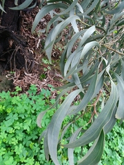 Acacia pycnantha