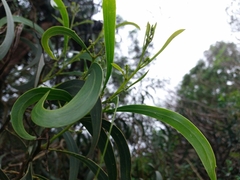 Acacia pycnantha