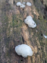 Myxarium nucleatum