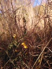 Eulophia hians inaequalis