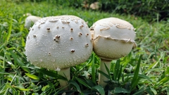 Chlorophyllum molybdites image