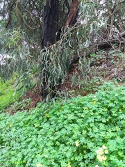 Acacia pycnantha