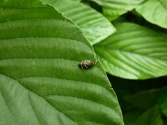 Aeneolamia albofasciata