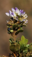 Psoralea polysticta