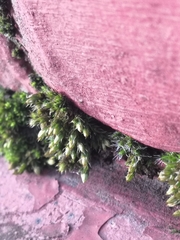 Orthotrichum diaphanum
