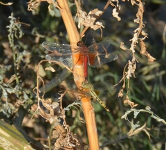 Erythrodiplax corallina