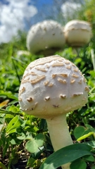 Chlorophyllum molybdites image