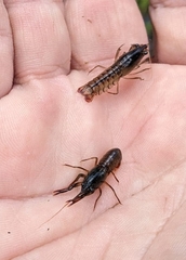 Gramastacus insolitus