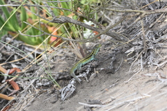 Liolaemus zapallarensis