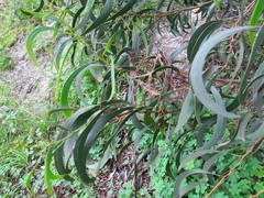 Acacia pycnantha