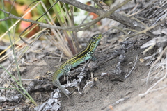 Liolaemus zapallarensis