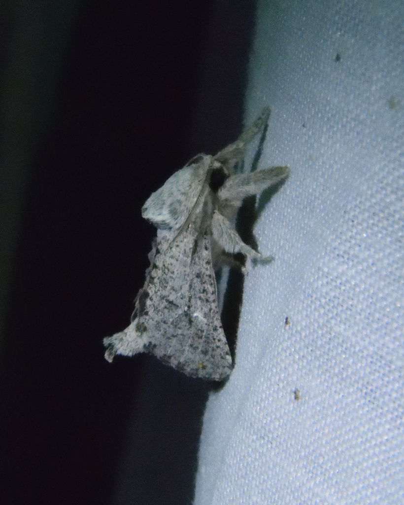 Owlet Moths and Allies from University, Salt Lake City, UT, USA on July ...