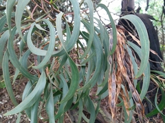 Acacia pycnantha