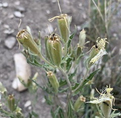 Mentzelia rusbyi