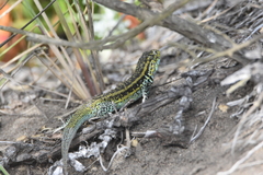 Liolaemus zapallarensis