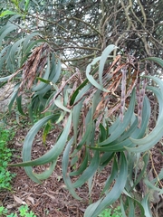 Acacia pycnantha