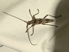 Elytrimitatrix undata