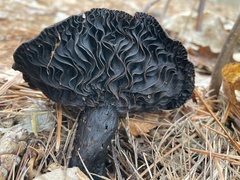 Asterophora lycoperdoides