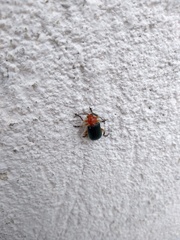 Cacoscelis marginata