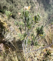 Linochilus rupestris