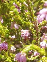Erica ericoides