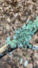 Parmotrema hypotropum