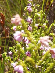 Erica ericoides