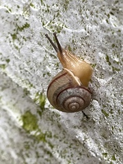 Bradybaena similaris