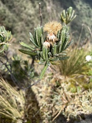 Linochilus rupestris