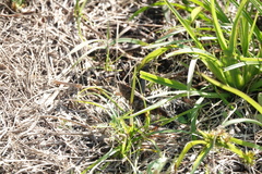 Spharagemon cristatum