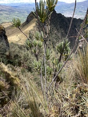 Linochilus rupestris