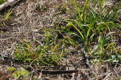 Spharagemon cristatum