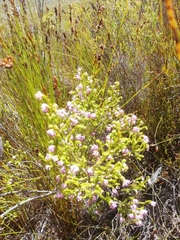 Erica ericoides