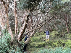 Polylepis