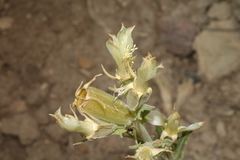 Mentzelia rusbyi