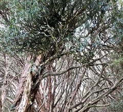 Polylepis